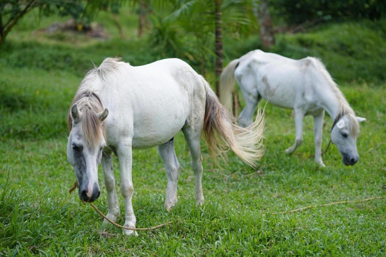 Carmel Tourism Village Kotamangalam Esterno foto